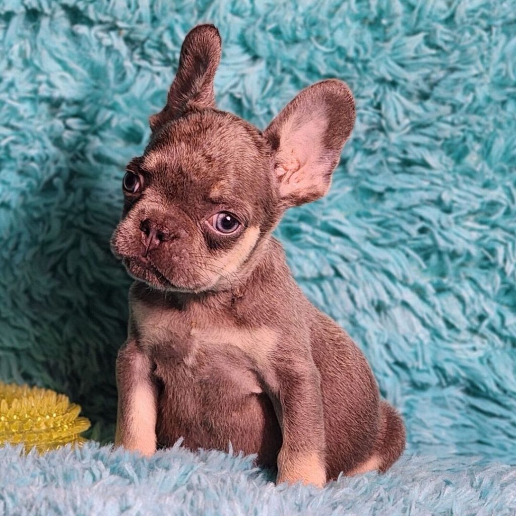 French Bulldog