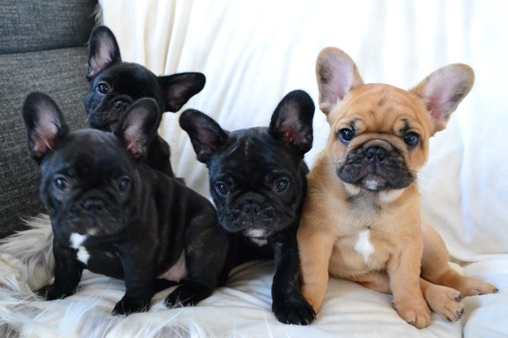 french bulldog puppies