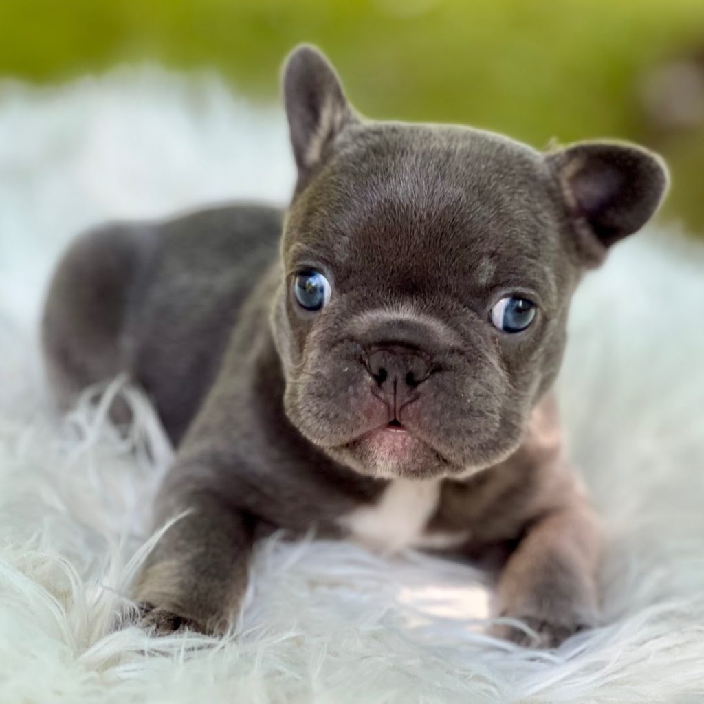 French Bulldog