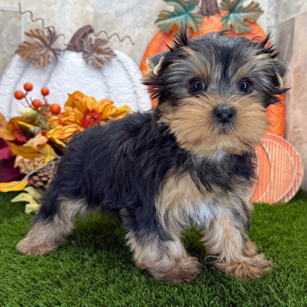 Yorkie