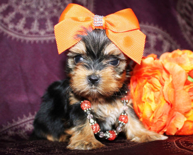 yorkie puppy