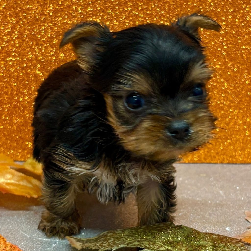 yorkie