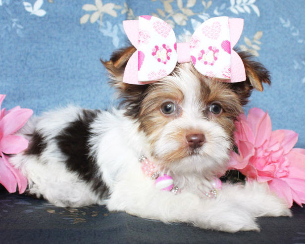 Yorkie puppy