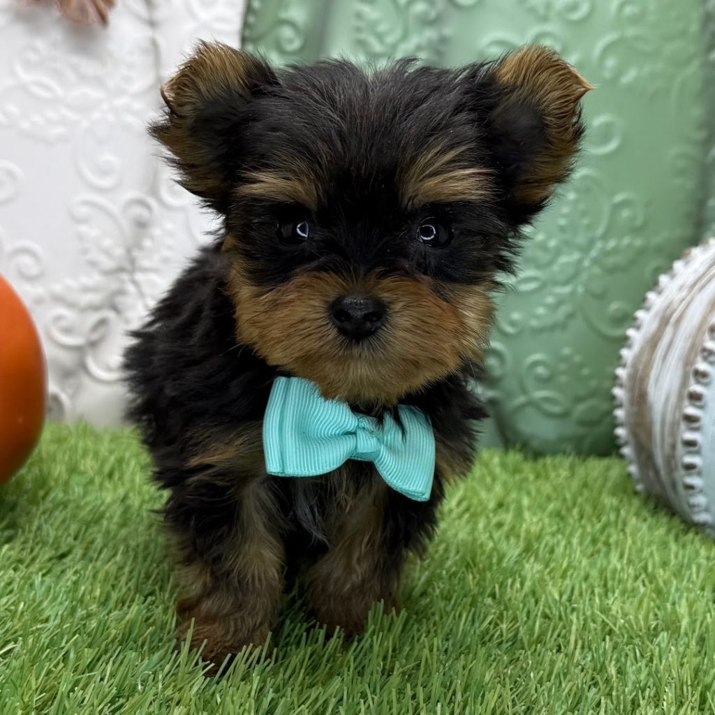 yorkie puppies