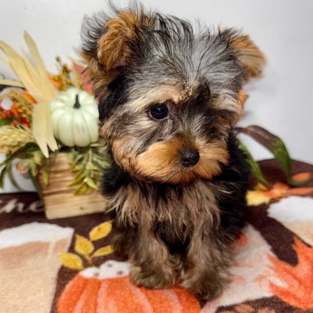 Yorkie puppy