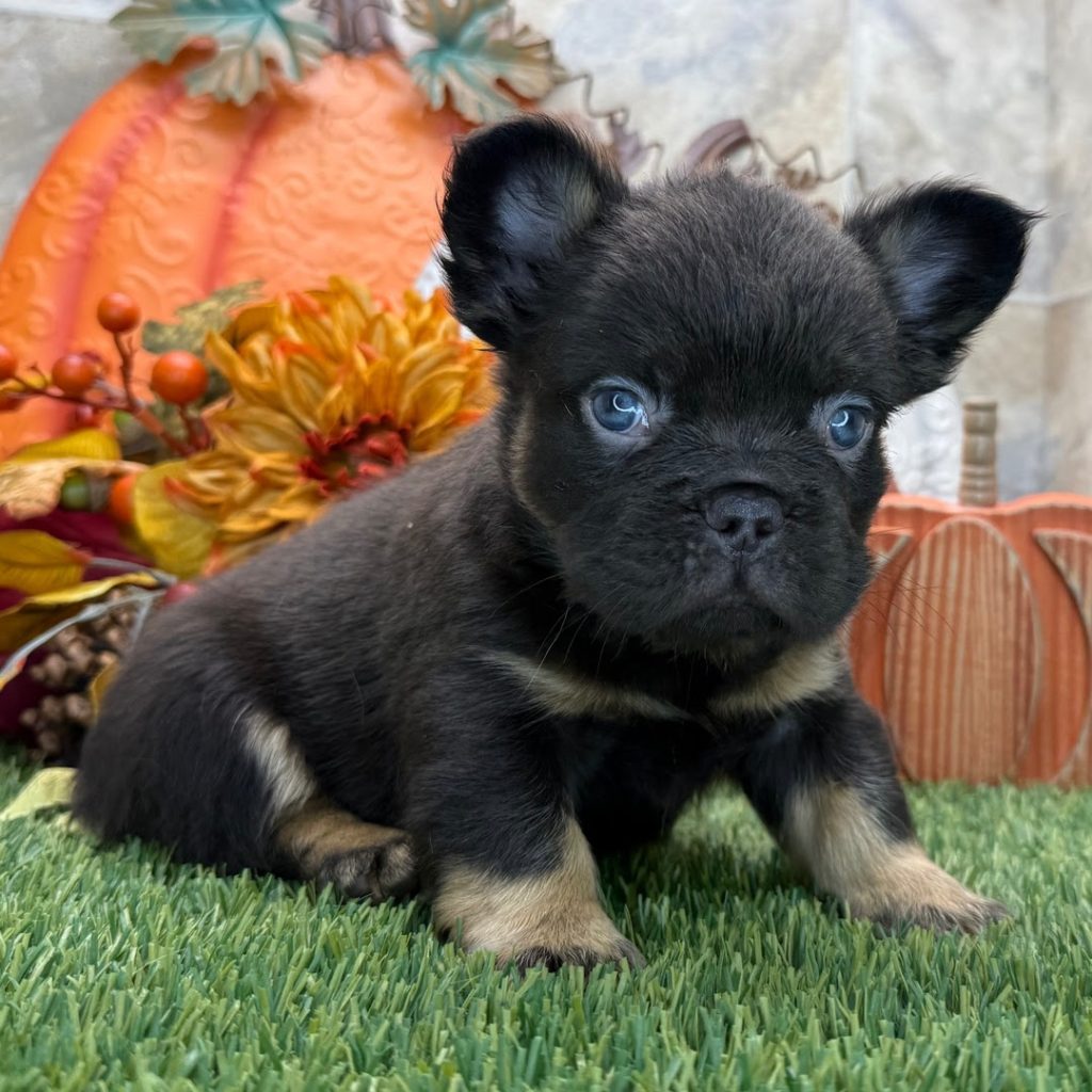 French Bulldog