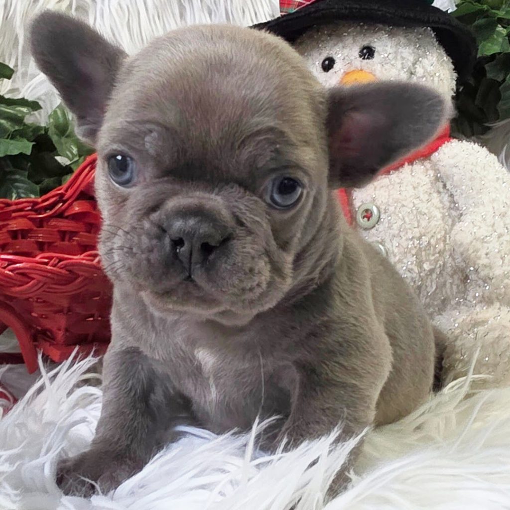 French Bulldog