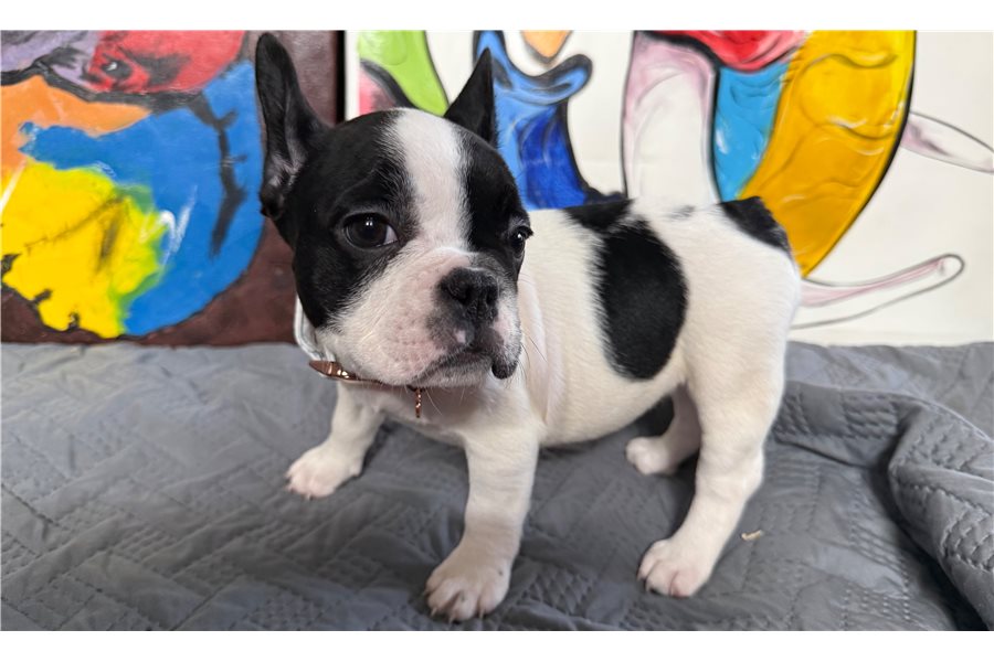 French Bulldog