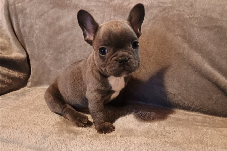french bulldog