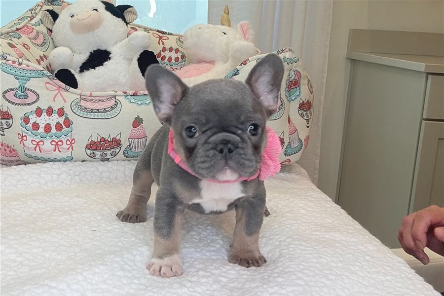 French bulldog