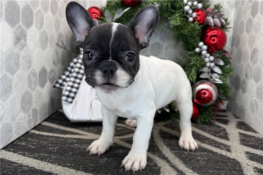 French bulldog